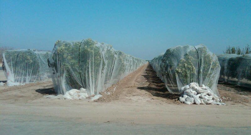Bee-Netting-on-Mandarins-4-1 Bee-Netting-on-Mandarins-4-1