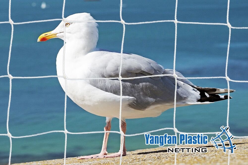 Seagull Netting _Knotted 75mm_White