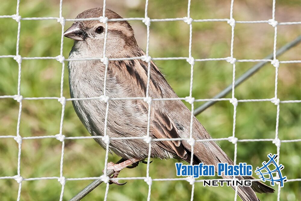 Heavy_Duty_9ply_Commercial_Bird_Netting_WHite